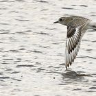 Watvogel: Regenpfeifer, Kiebitzegenpfeifer 