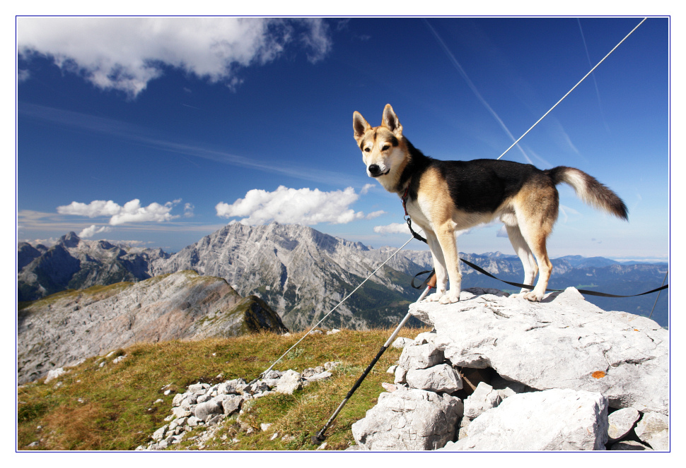 Watzmann mit Hund