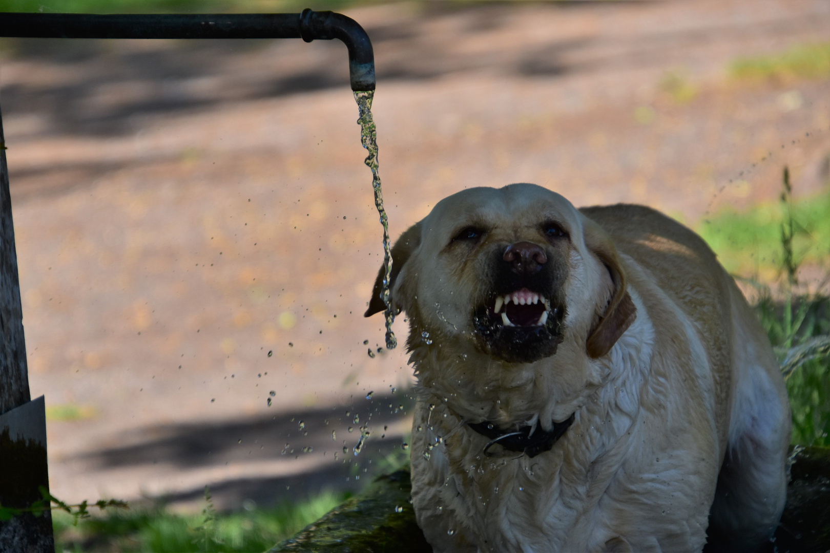 Wau. Foto & Bild tiere, haustiere, hunde Bilder auf
