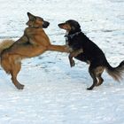 Wau ! Das hier ist meine Eisfläche !