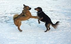 Wau ! Das hier ist meine Eisfläche !