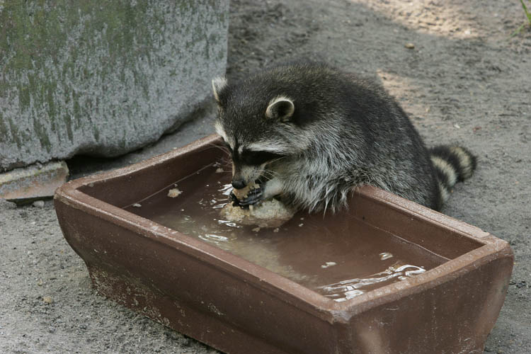 Waum der Waschbär wohl Waschbär heist ??