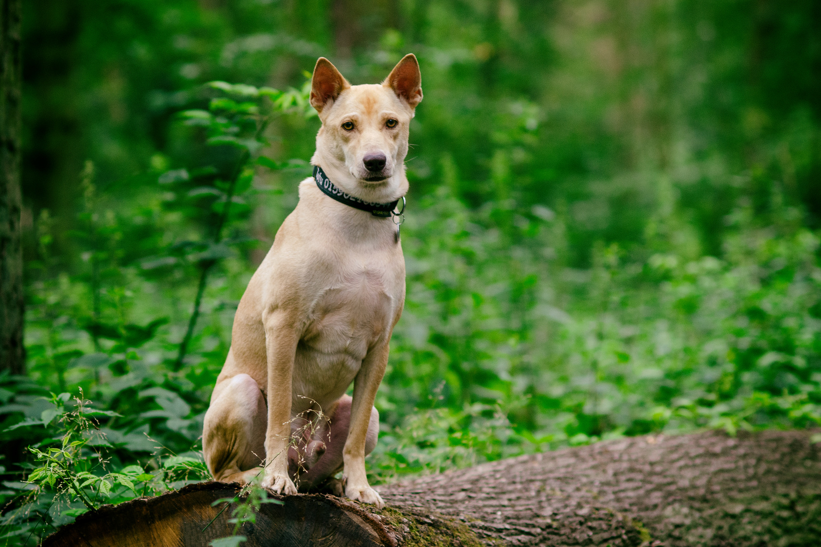 Wauwau im Wald