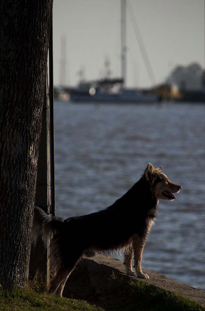 WauWau in der Abendsonne