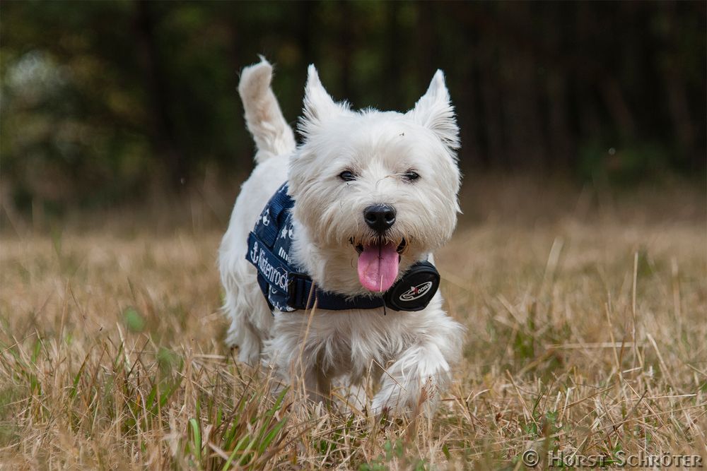 Wauzi in action Foto &amp; Bild laufen, hund, natur Bilder auf