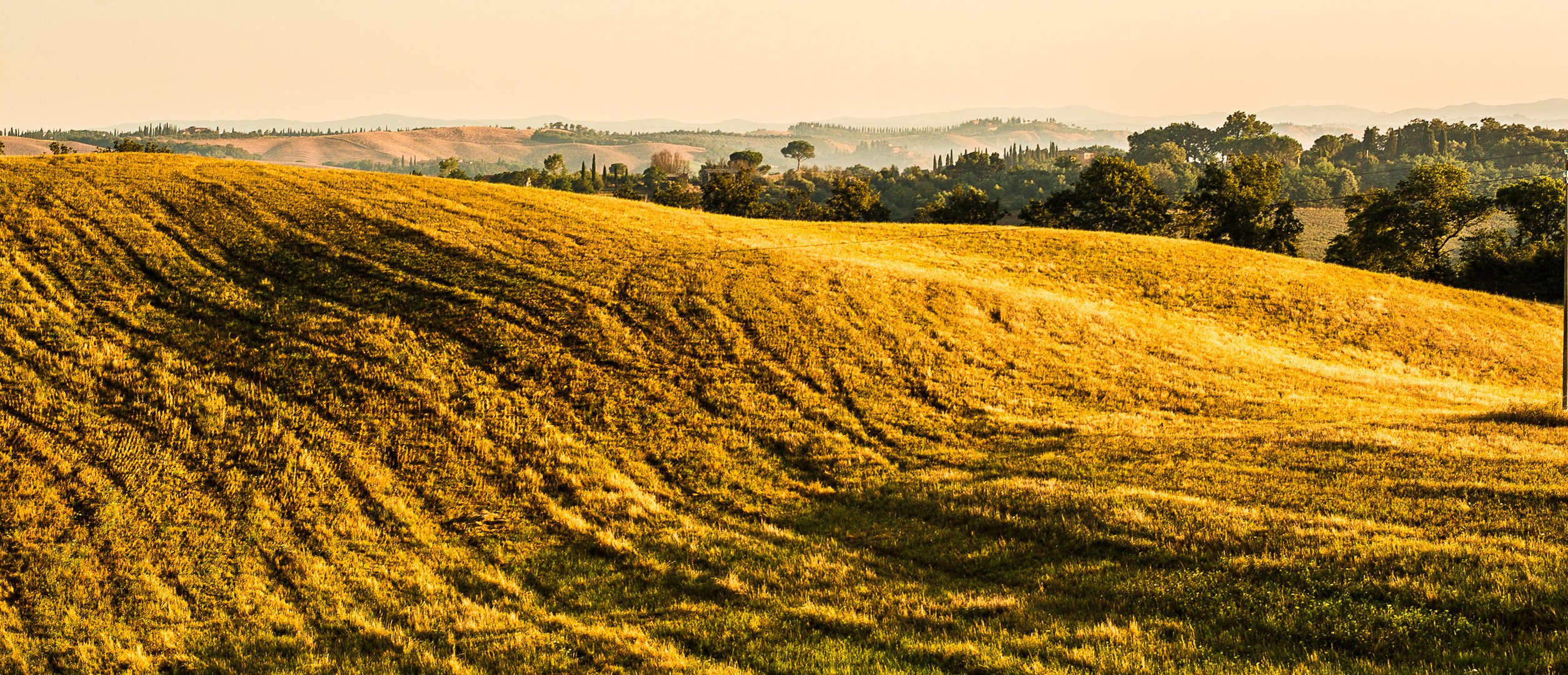 Wave of Gold