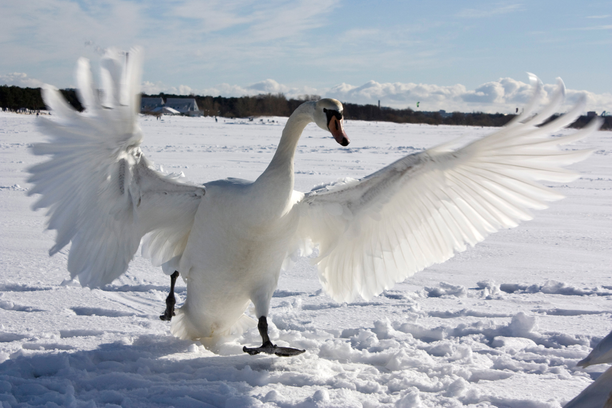 Wave of Wings.