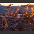 waving cane in winter