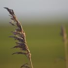 Waving in the wind