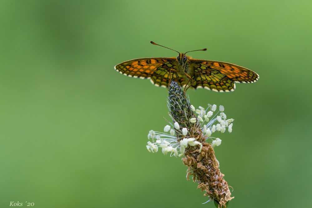 WaWeSche auf SpiWe