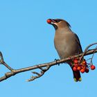 wax wing