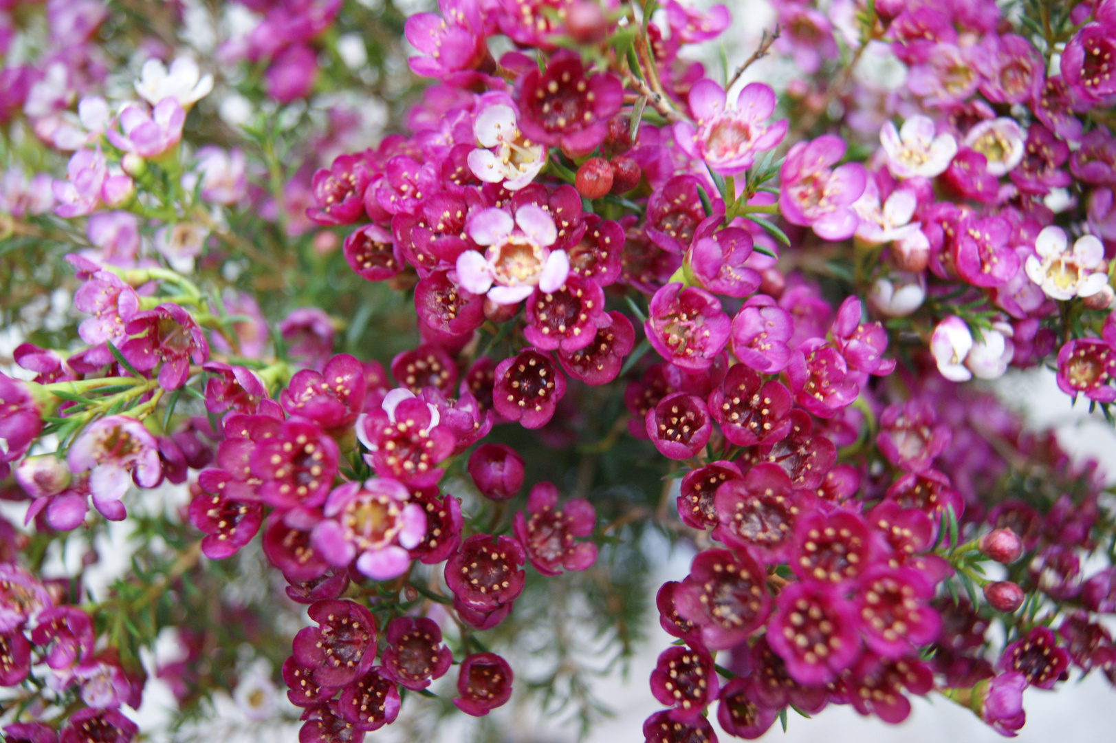 Waxflower