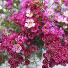 Waxflower