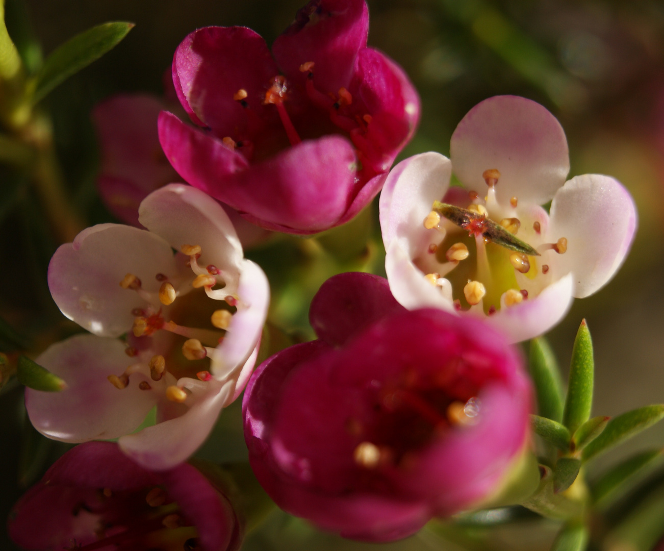 Waxflower