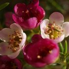 Waxflower