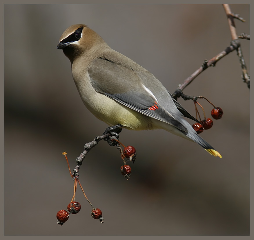 Waxwing