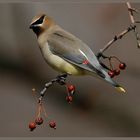 Waxwing