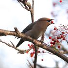 WAXWING