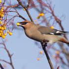 Waxwing