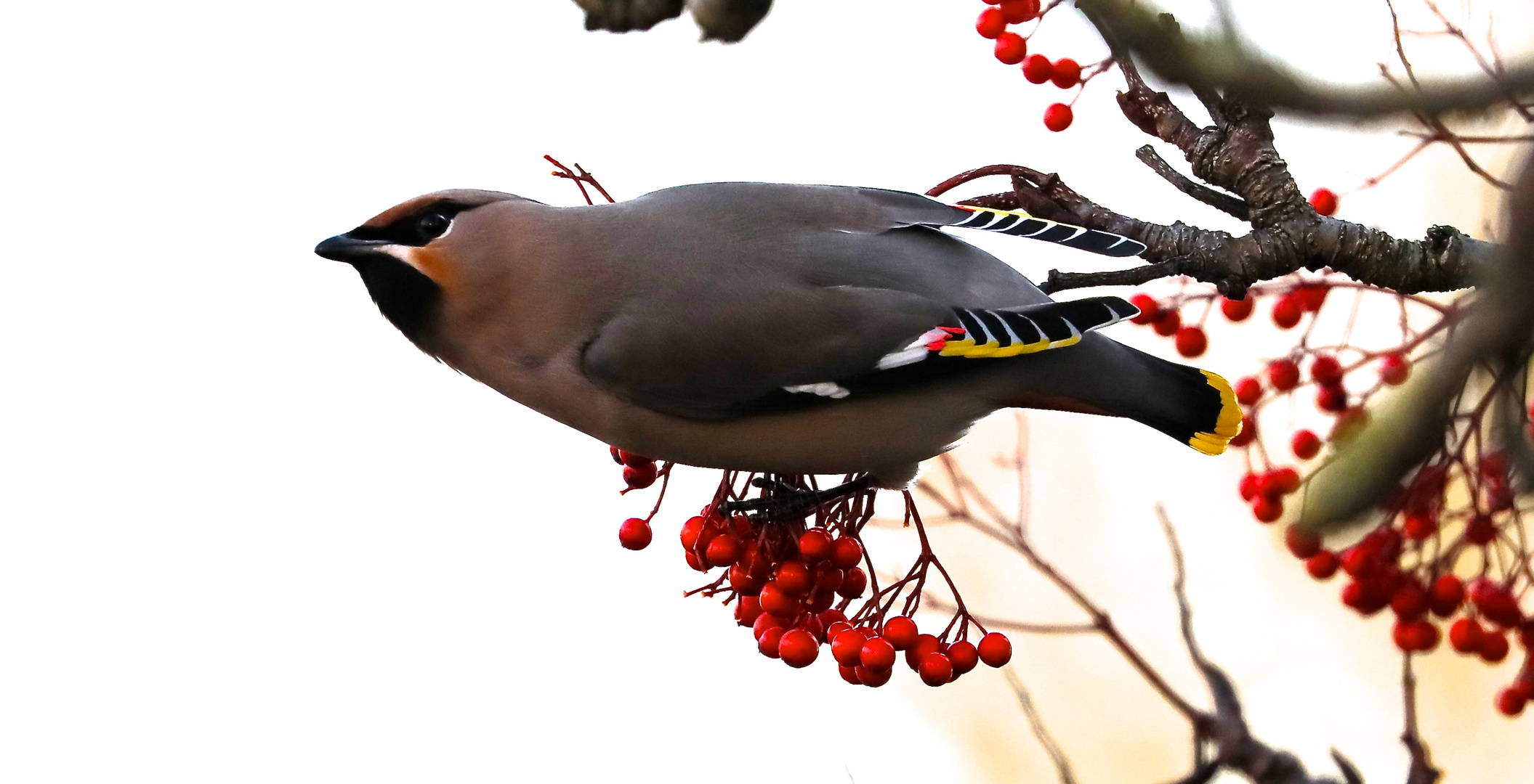 Waxwing