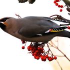 Waxwing