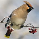 Waxwing (Bombycilla garrulus)