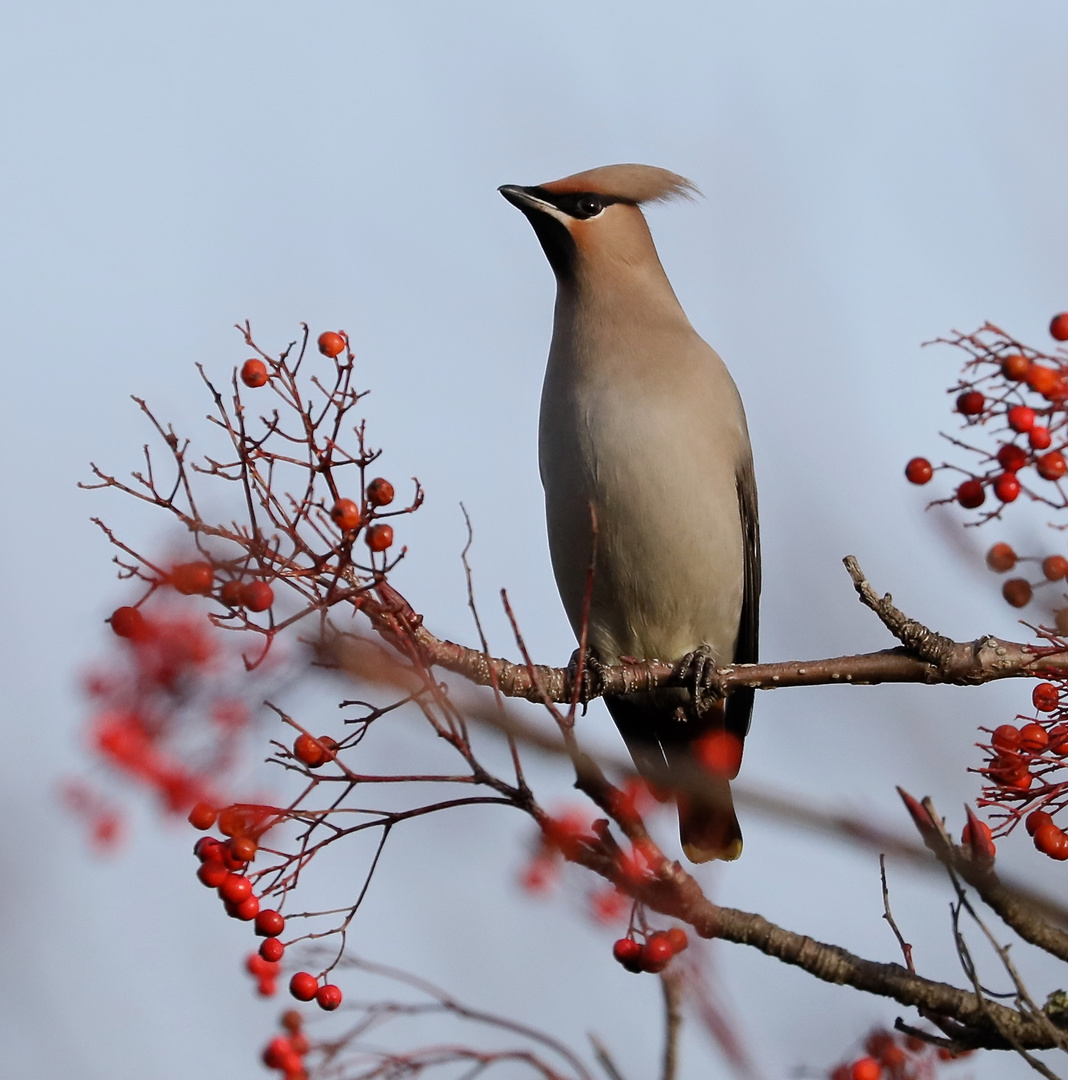 Waxwing