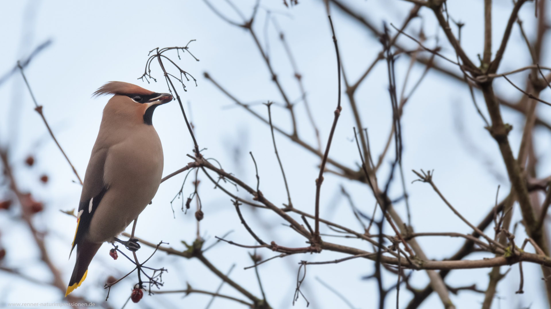 Waxwing