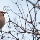 Waxwing