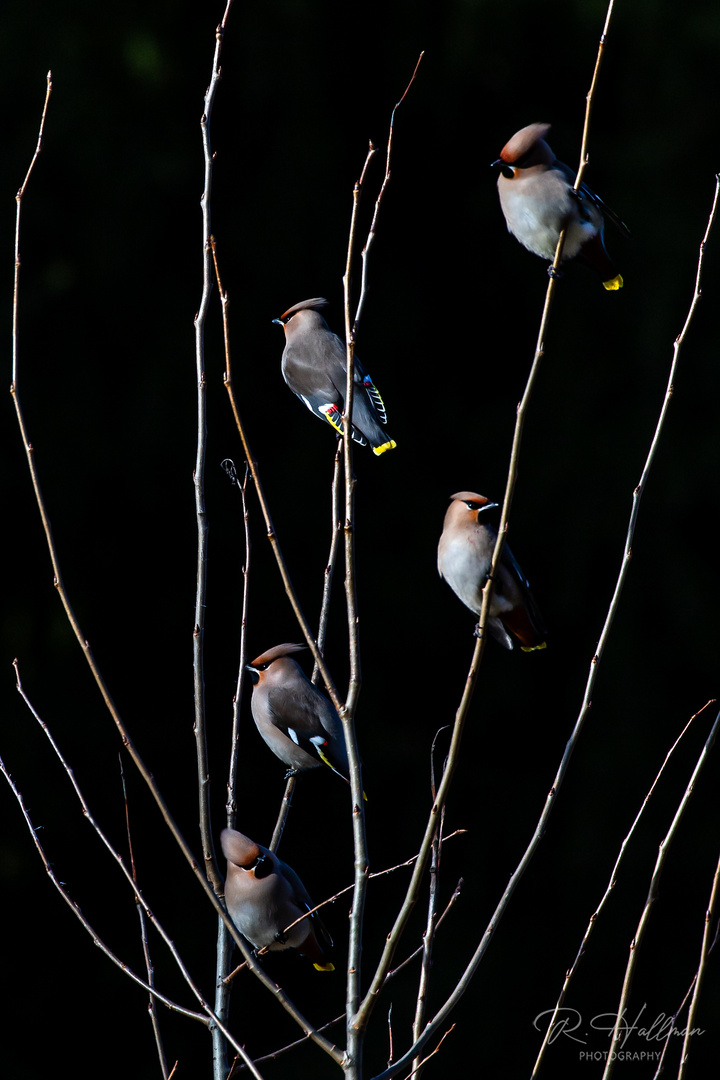 Waxwings