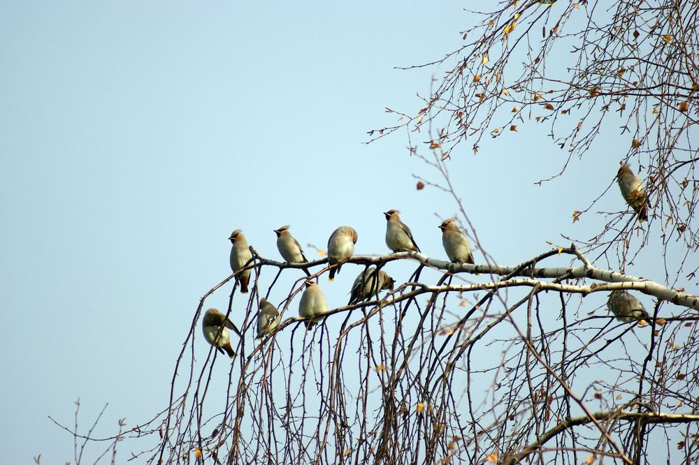 Waxwings