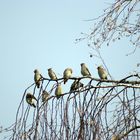 Waxwings