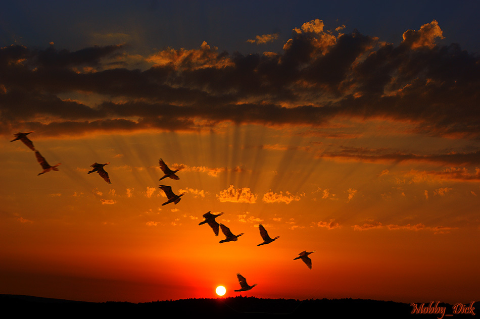 Way of cormorants