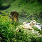 way to KEDERNATH.........different trek road....