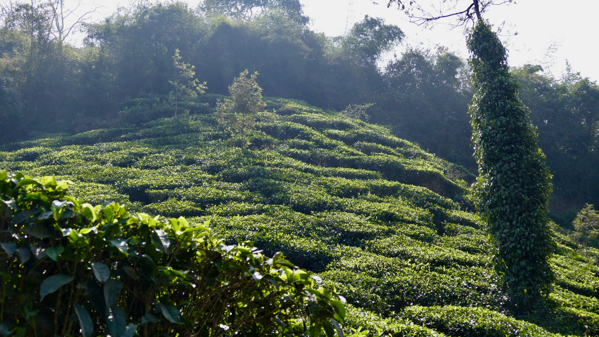 Wayanad / Vythiri - Teeplantagen im Morgenlicht