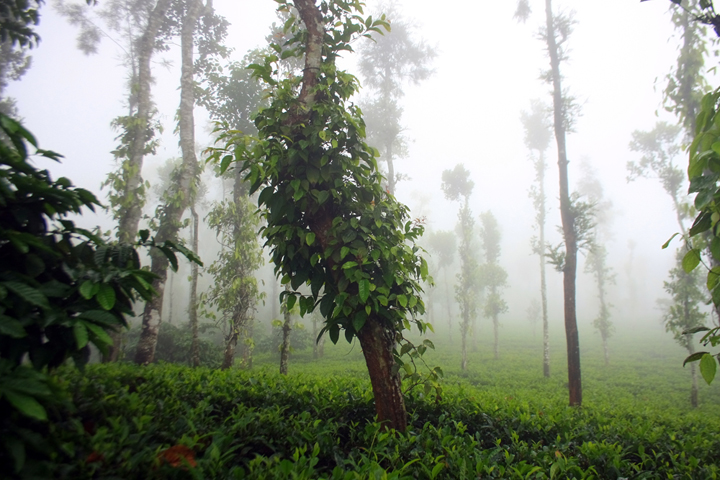 wayanda, kerala