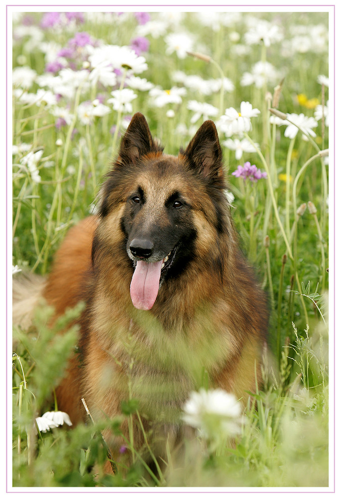 ***WAYNE-MOON IN DER BLUMENWIESE***