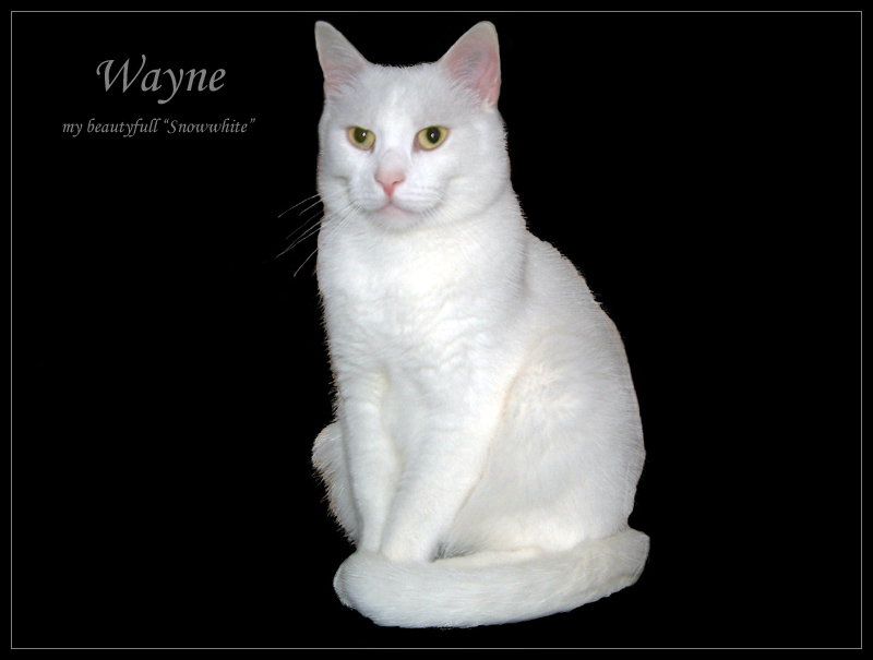 Wayne - my beautyfull "Snowwhite"