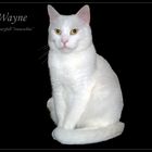 Wayne - my beautyfull "Snowwhite"