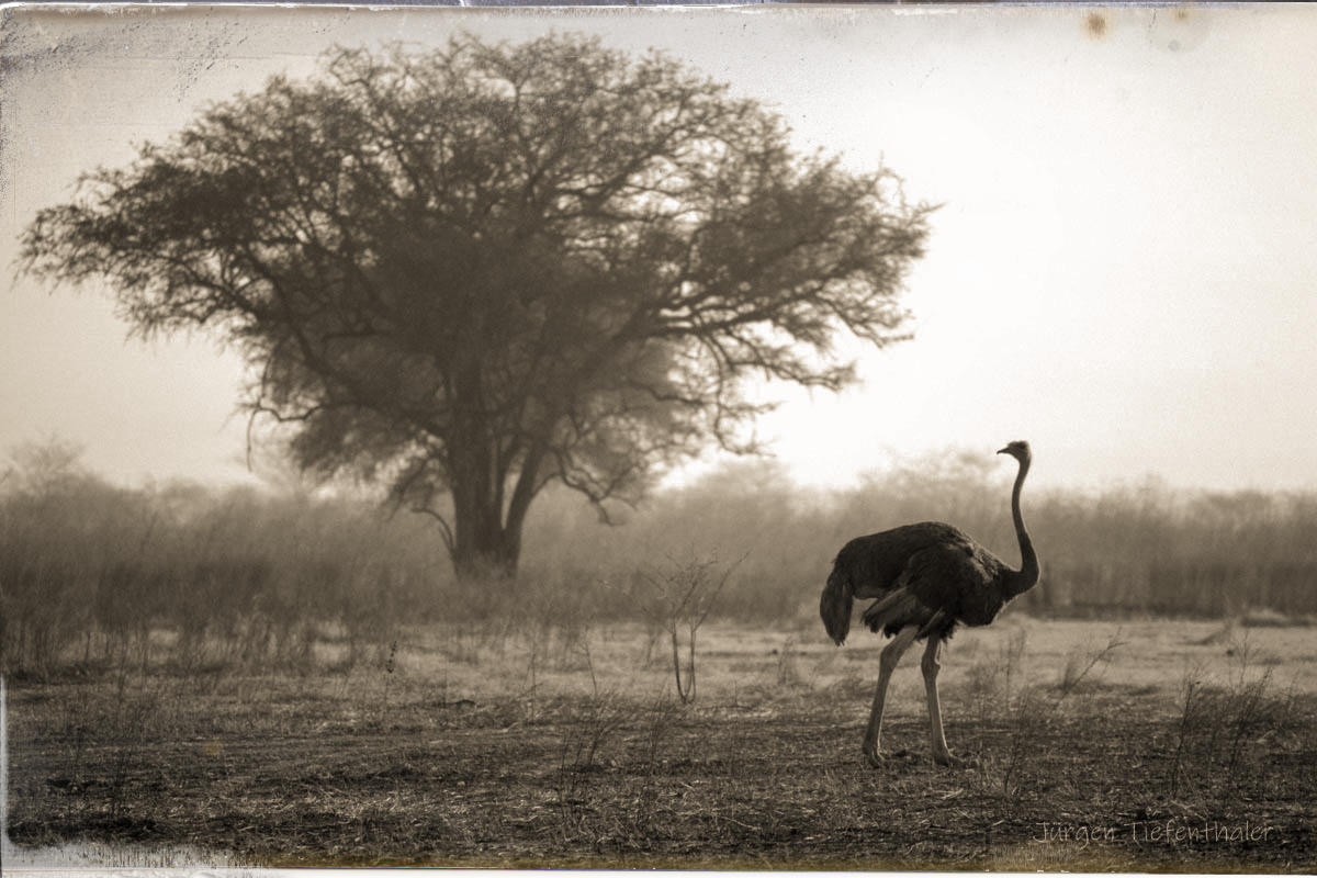 Waza Nationalpark, Kamerun