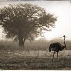 Waza Nationalpark, Kamerun