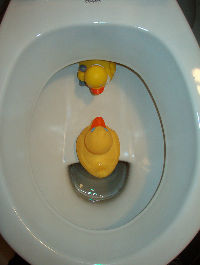 WC-Enten (Besuch)....?