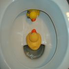 WC-Enten (Besuch)....?