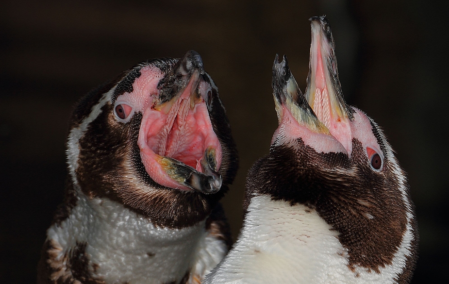 "We aaaare thee Chaaaampiiiooonsss ...." (habt auch ihr tierische Musiker?)