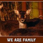 We are family