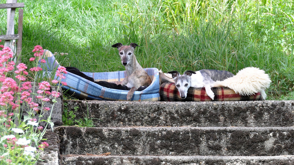 we are shighthounds...