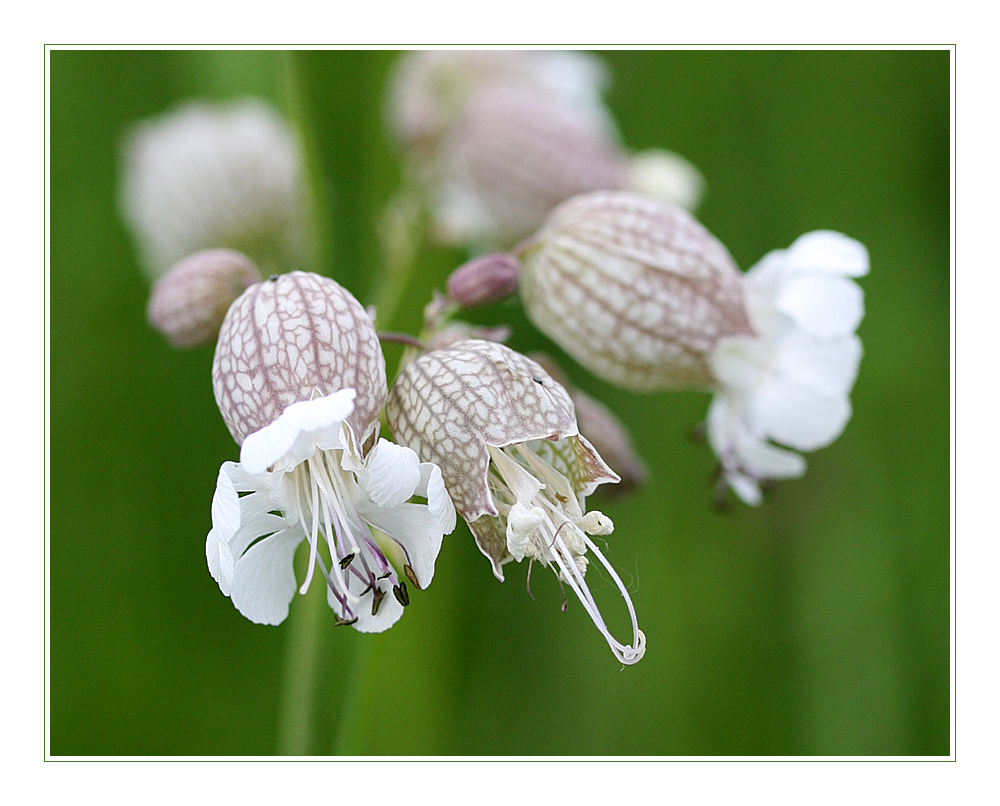 WE-Blümchen