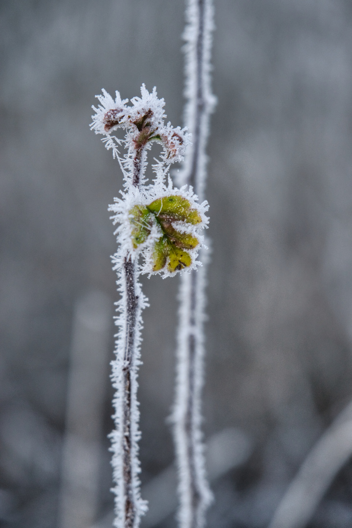 we call it frost