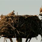 .... we found the osprey 