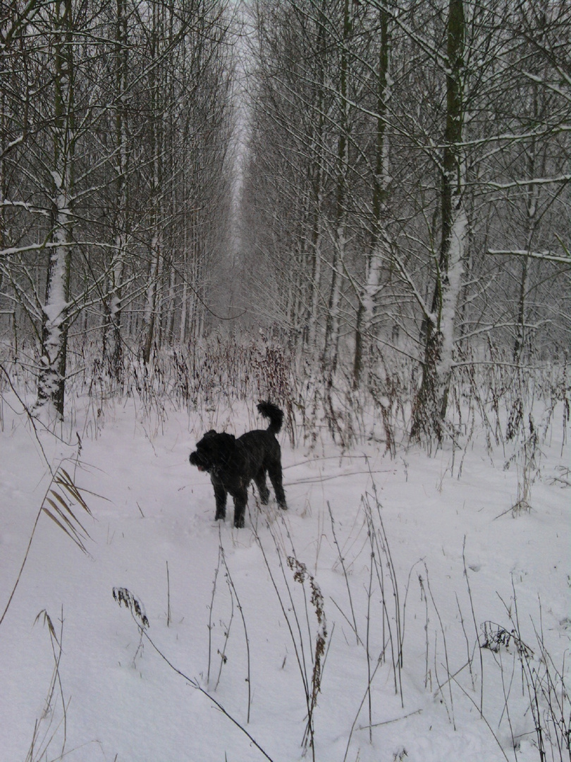 We love to walk in the snow